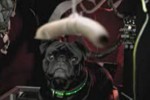 Werbespot Microsoft Visual Studio - Mops-Antrieb - die Wurst machts