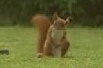 Werbespot Carlsberg - Eichh�rnchen beim kicken gefilmt