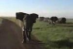 Tier video - Fl�chten vor einem Elefant