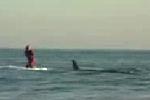 Amateurvideo - Der Surfer und der Hai