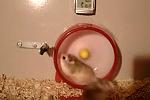 Tiervideo - Hamster im Laufrad