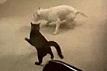 Tiervideo - Pitbull Terrier vs Katze