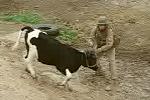 Tiervideo - Der Soldat und die Kuh