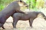Tierclip - Tapir braucht Viagra